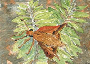 "Moth At Rest" by Anne Irish, Middleton WI  - Watercolor